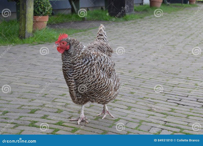 Een Kijkje op de Populaire Chicken Road Casino Gokspel in Nederland in Netherlands