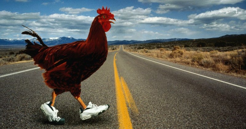 Guide to chicken road oficial